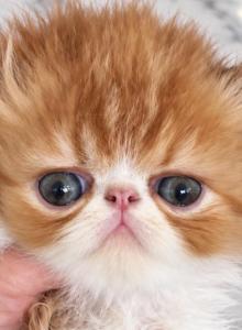 Red and white bicolor - Persian Kitten For Sale - Clay&comma; PA&comma; US