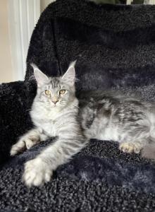 Girl V83 - Maine Coon Kitten For Sale - Millingport, NC, US Girl V83 - Maine Coon Kitten For Sale - Millingport, NC, US