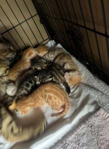 Leo and Luna - Bengal Kitten For Adoption - NJ, US Leo and Luna - Bengal Kitten For Adoption - NJ, US