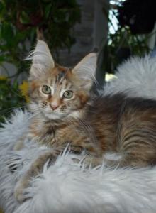 Maine Coon kittens TICA Registered - Maine Coon Kitten For Adoption - Epping, NH, US Maine Coon kittens TICA Registered - Maine Coon Kitten For Adoption - Epping, NH, US
