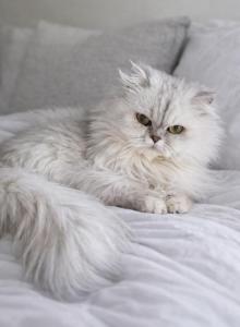 Luna - Persian Cat For Sale - Boiling Springs, PA, US Luna - Persian Cat For Sale - Boiling Springs, PA, US