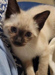 Dax - Siamese Kitten For Sale - Oh City, OH, US Dax - Siamese Kitten For Sale - Oh City, OH, US