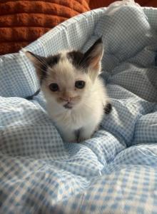 Mars - Persian Kitten For Sale - Center Groton, CT, US Mars - Persian Kitten For Sale - Center Groton, CT, US