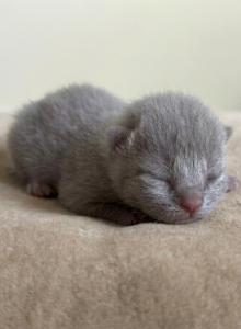 No 1 Blue Note Litter - British Shorthair Kitten For Sale - IL, US No 1 Blue Note Litter - British Shorthair Kitten For Sale - IL, US