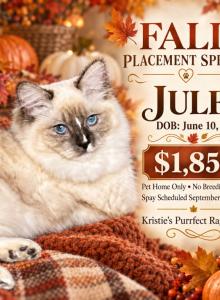 Jules beautiful ragdoll - Ragdoll Cat For Sale - Mount Joy, PA, US Jules beautiful ragdoll - Ragdoll Cat For Sale - Mount Joy, PA, US