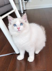 Ragdoll kitten Pink - Ragdoll Kitten For Sale - Encino, CA, US Ragdoll kitten Pink - Ragdoll Kitten For Sale - Encino, CA, US