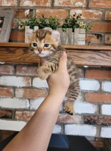 Highland lynx kittens - Highlander Kitten For Sale - Kingman, AZ, US Highland lynx kittens - Highlander Kitten For Sale - Kingman, AZ, US