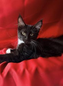 Black white - Maine Coon Kitten For Sale - Elkland, MO, US Black white - Maine Coon Kitten For Sale - Elkland, MO, US