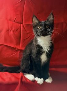 Black white - Maine Coon Kitten For Sale - Elkland&comma; MO&comma; US