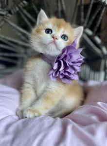 Lisa - British Shorthair Kitten For Sale - Kent&comma; WA&comma; US