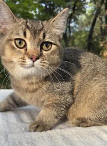 Sady - British Shorthair Kitten For Sale - Quinlan, TX, US Sady - British Shorthair Kitten For Sale - Quinlan, TX, US
