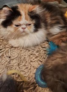 Jelly Bean - Persian Kitten For Sale - Sumner, WA, US Jelly Bean - Persian Kitten For Sale - Sumner, WA, US