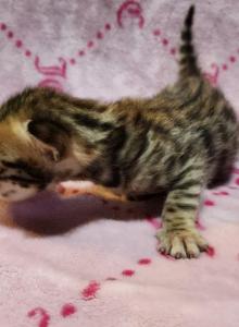 Victoria's August Litter in Perris - Bengal Kitten For Sale - Perris, CA, US Victoria's August Litter in Perris - Bengal Kitten For Sale - Perris, CA, US