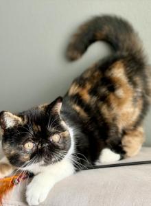 Rosie - Exotic Kitten For Sale - Vancouver, WA, US Rosie - Exotic Kitten For Sale - Vancouver, WA, US