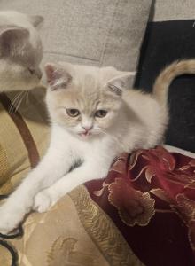 nr 1 - Exotic Kitten For Sale - Escondido, CA, US nr 1 - Exotic Kitten For Sale - Escondido, CA, US
