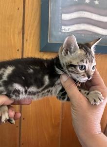 Marble Bengal babies - Bengal Kitten For Sale - Vandalia&comma; OH&comma; US