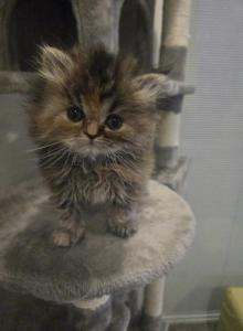 Beyonce - Persian Kitten For Sale - NJ, US Beyonce - Persian Kitten For Sale - NJ, US