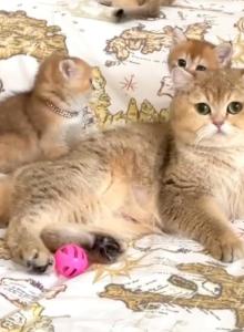 British Shorthair Golden Female Retiring - British Shorthair Cat For Adoption - Orlando&comma; FL&comma; US