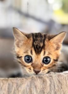 Jet - Bengal Kitten For Sale - Lakeland, FL, US Jet - Bengal Kitten For Sale - Lakeland, FL, US