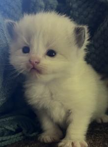 Pumpkin - Ragdoll Kitten For Adoption - Butler&comma; PA&comma; US