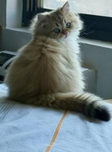 Tom - British Shorthair Kitten For Sale - Manhattan&comma; NY&comma; US