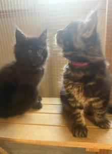 Maine Coon kittens - Maine Coon Kitten For Sale - Winfield&comma; IL&comma; US