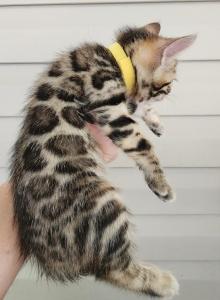 Wendy Brown rosetted bengal kitten female for sale - Bengal Kitten For Sale - Saint Augustine&comma; FL&comma; US