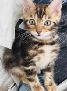 Haus of Bengals - Bengal Kitten For Sale - Galloway&comma; NJ&comma; US