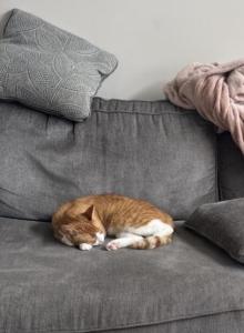 Archie - Domestic Cat For Adoption - MD, US Archie - Domestic Cat For Adoption - MD, US