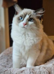 Seal bicolor - Ragdoll Kitten For Sale - Farmville&comma; VA&comma; US