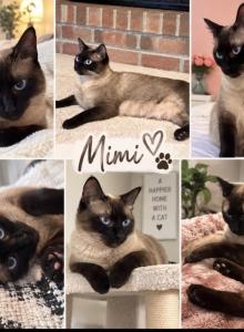 Mimi - Siamese Cat For Sale - Reston&comma; VA&comma; US