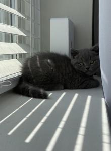Mark - British Shorthair Kitten For Sale - Phila&comma; PA&comma; US