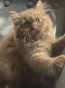 Lola - British Shorthair Kitten For Sale - Richmond&comma; VA&comma; US