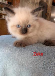 Zeke - Ragdoll Kitten For Sale - Clifton&comma; NJ&comma; US