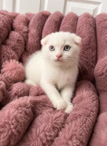 Scottish Fold Male - Scottish Fold Kitten For Sale - Orlando&comma; FL&comma; US