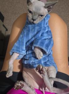 Stevo - Sphynx Kitten For Adoption - Albion&comma; IA&comma; US