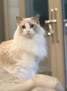 Yaya - Ragdoll Cat For Sale - Las Vegas&comma; NV&comma; US