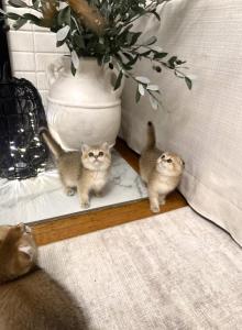 Scottish folds - Scottish Fold Kitten For Sale - Whitesboro&comma; NY&comma; US