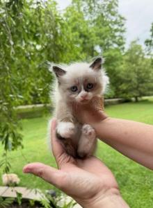 Beauties - Manx Kitten For Sale - Blacksburg, VA, US Beauties - Manx Kitten For Sale - Blacksburg, VA, US