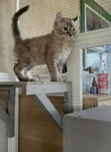 Highlander Curly Coat - Highlander Kitten For Adoption - Crossville&comma; TN&comma; US