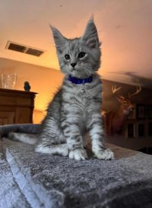 Apollo - Maine Coon Kitten For Sale - Bechtelsville, PA, US Apollo - Maine Coon Kitten For Sale - Bechtelsville, PA, US