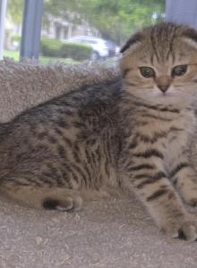 Molly - Scottish Fold Kitten For Sale - Naperville&comma; IL&comma; US