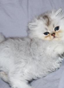 Spencer - Persian Kitten For Sale - Boiling Springs, PA, US Spencer - Persian Kitten For Sale - Boiling Springs, PA, US