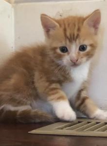 Halloween Kittens - Domestic Kitten For Sale - Huntly, VA, US Halloween Kittens - Domestic Kitten For Sale - Huntly, VA, US