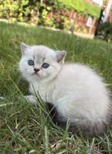 Sasha - Scottish Fold Kitten For Sale - New York, NY, US Sasha - Scottish Fold Kitten For Sale - New York, NY, US