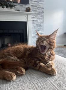 Creamsicle Litter - Maine Coon Kitten For Sale - Palmer, MA, US Creamsicle Litter - Maine Coon Kitten For Sale - Palmer, MA, US