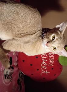 Tickle Me Fawn - Abyssinian Kitten For Sale - Plymouth&comma; WI&comma; US