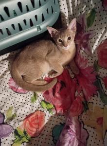 Tickle Me Fawn - Abyssinian Kitten For Sale - Plymouth&comma; WI&comma; US