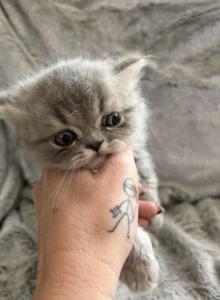Mushu babies - Persian Kitten For Sale - Golden Hills, CA, US Mushu babies - Persian Kitten For Sale - Golden Hills, CA, US