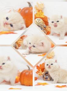 CFA Exotic Short Hair Health Tested - Exotic Kitten For Sale - FL, US CFA Exotic Short Hair Health Tested - Exotic Kitten For Sale - FL, US